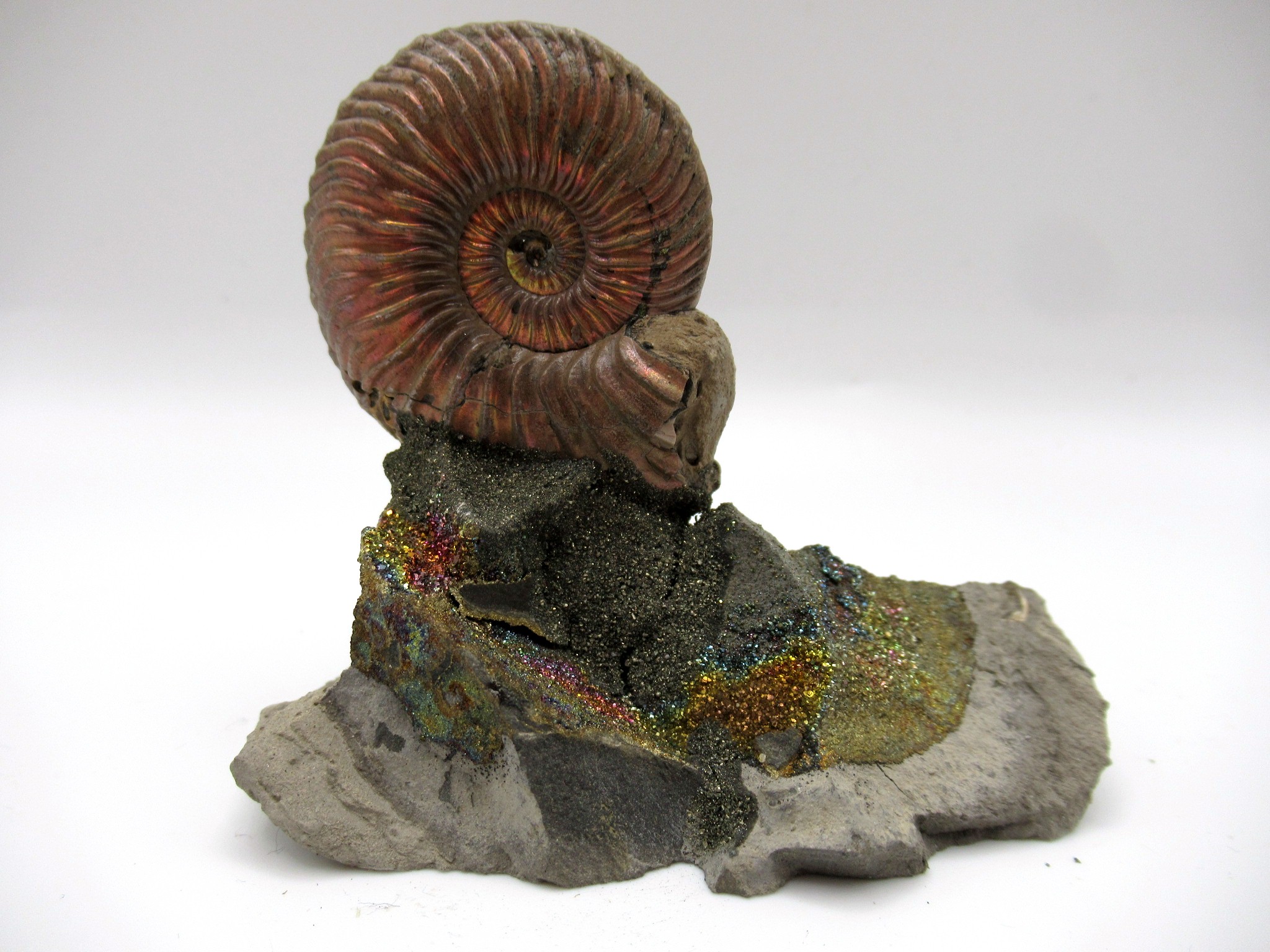 Jurassic Russian Quenstedtoceras Ammonite 5b | Fossils for Sale Genuine Jurassic Age Quenstedtoceras Ammonite Fossils For Sale From Russia #5b