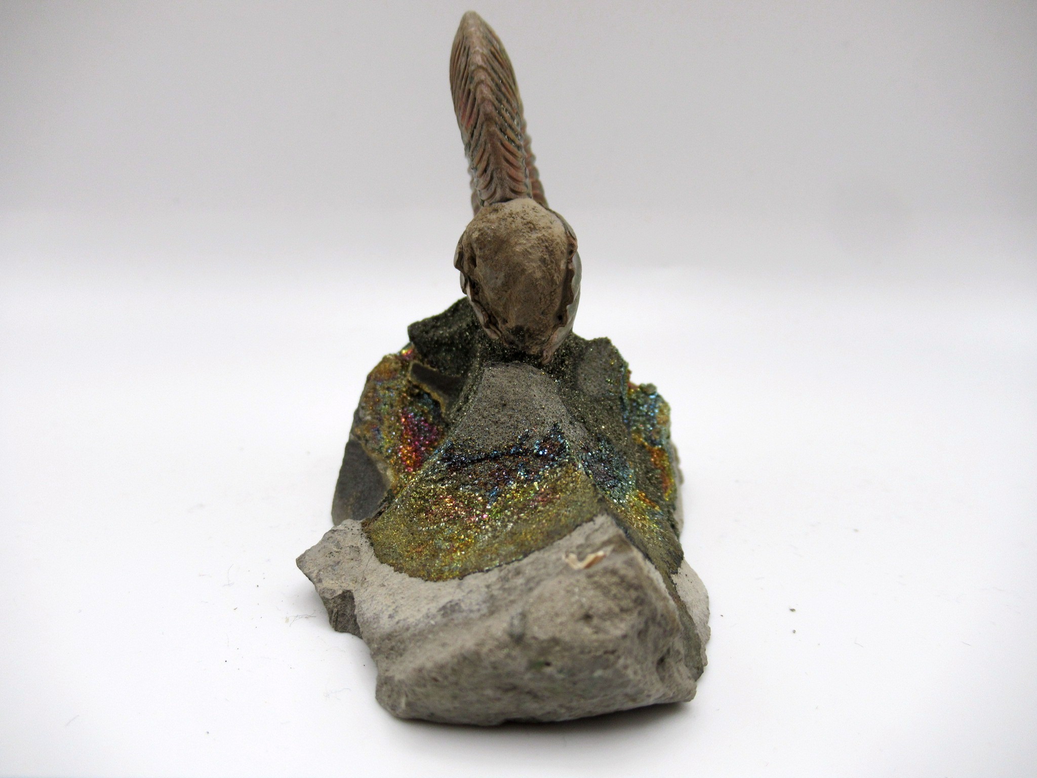 Jurassic Russian Quenstedtoceras Ammonite 5c | Fossils for Sale Genuine Jurassic Age Quenstedtoceras Ammonite Fossils For Sale From Russia #5c