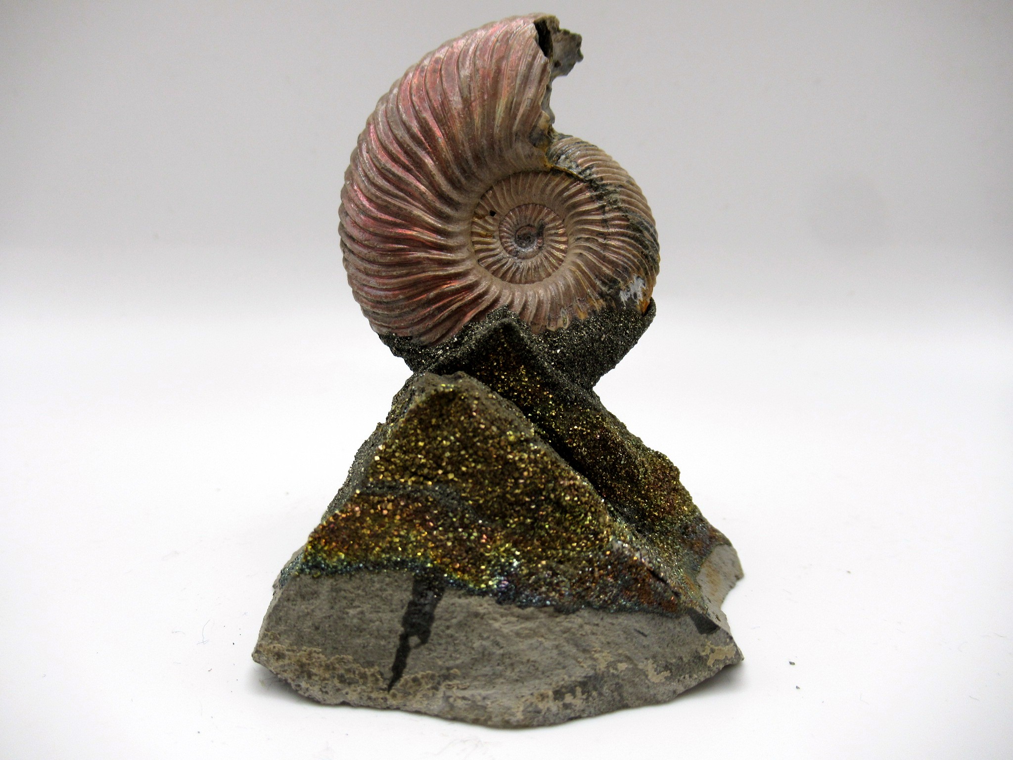 Jurassic Russian Quenstedtoceras Ammonite 6 | Fossils for Sale Genuine Jurassic Age Quenstedtoceras Ammonite Fossils For Sale From Russia #6