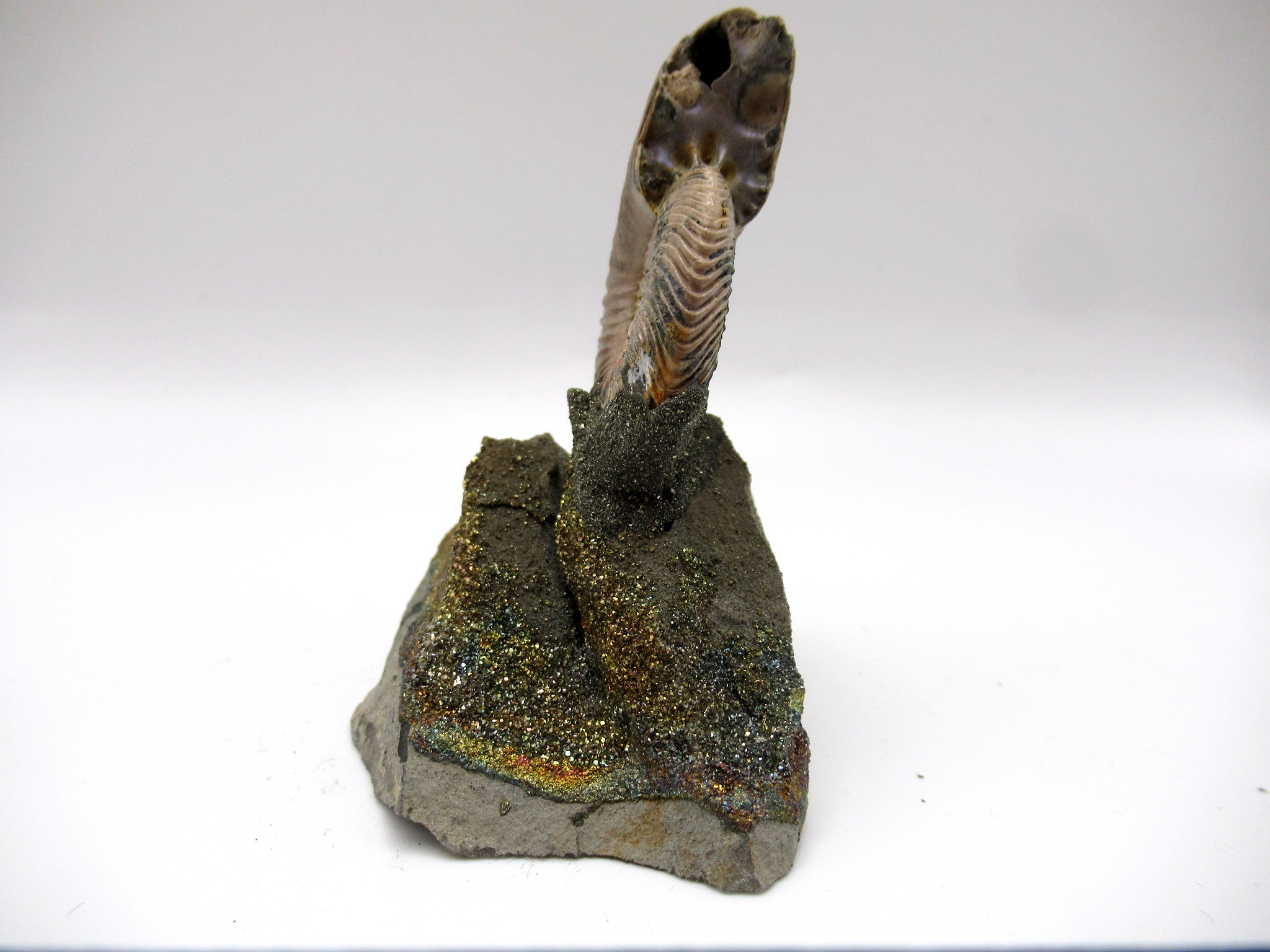 Jurassic Russian Quenstedtoceras Ammonite 6a | Fossils for Sale Genuine Jurassic Age Quenstedtoceras Ammonite Fossils For Sale From Russia #6a