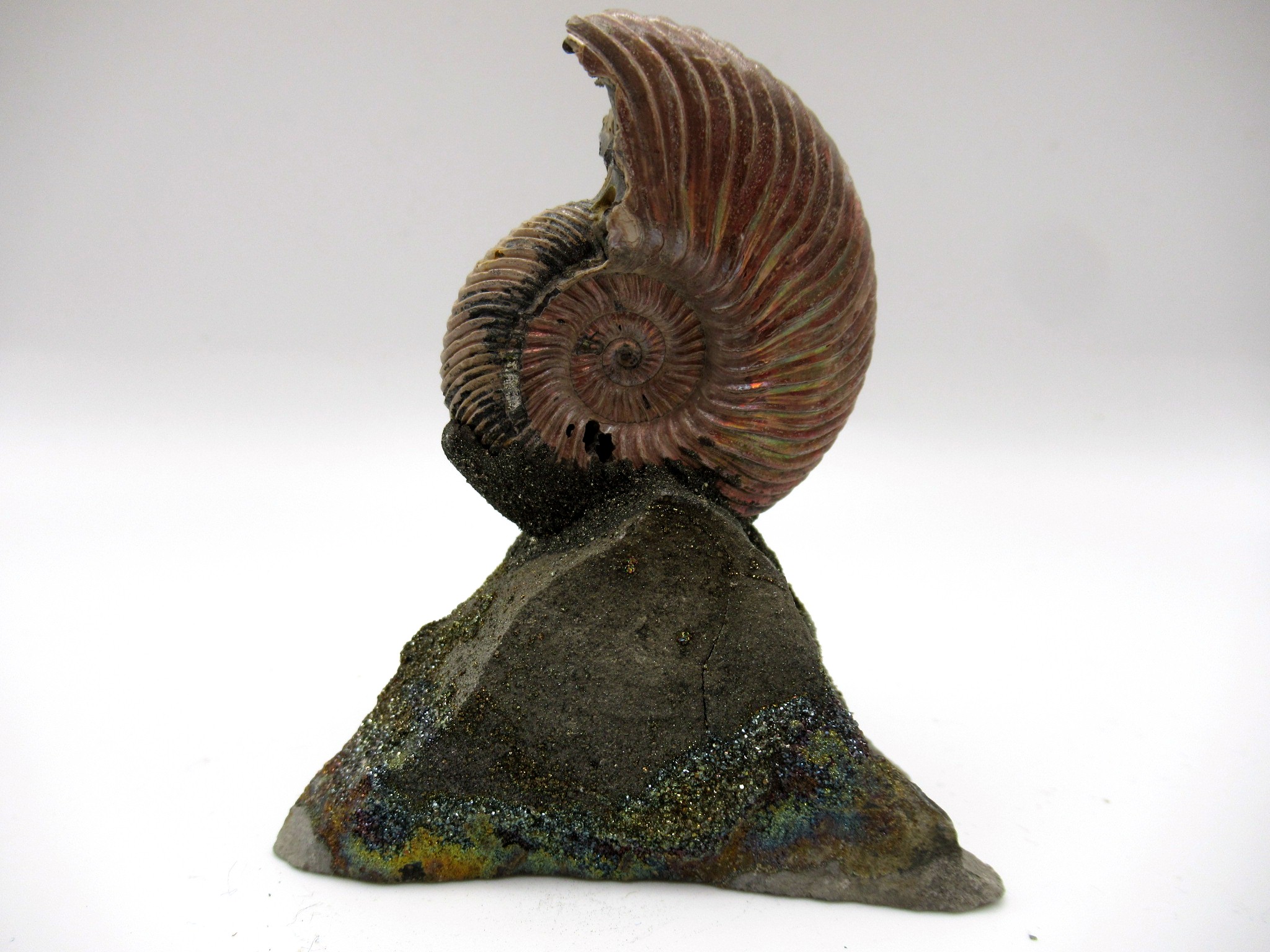 Jurassic Russian Quenstedtoceras Ammonite 6b | Fossils for Sale Genuine Jurassic Age Quenstedtoceras Ammonite Fossils For Sale From Russia #6b