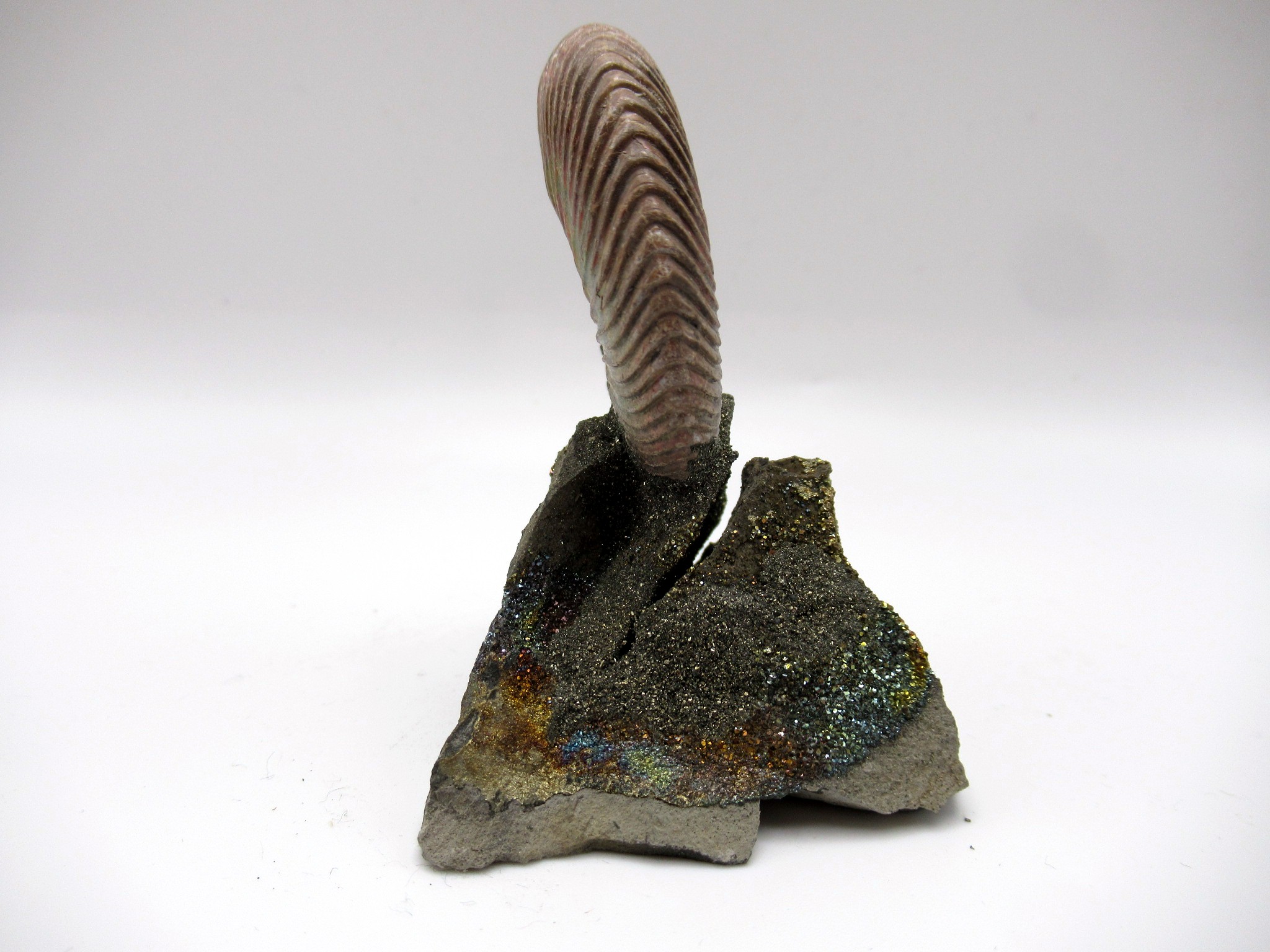 Jurassic Russian Quenstedtoceras Ammonite 6c | Fossils for Sale Genuine Jurassic Age Quenstedtoceras Ammonite Fossils For Sale From Russia #6c