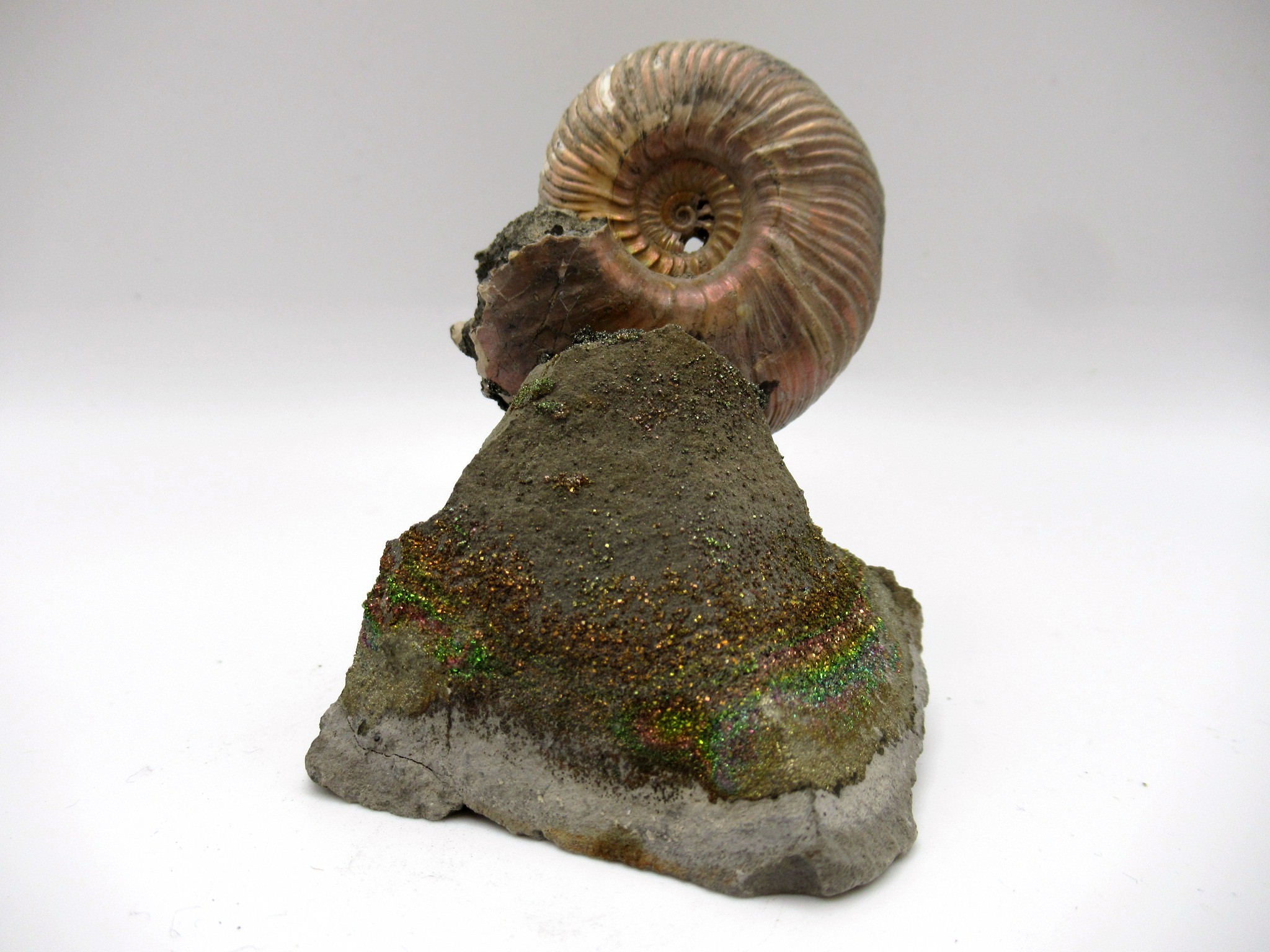 Jurassic Russian Quenstedtoceras Ammonite 8 | Fossils for Sale Genuine Jurassic Age Quenstedtoceras Ammonite Fossils For Sale From Russia #8