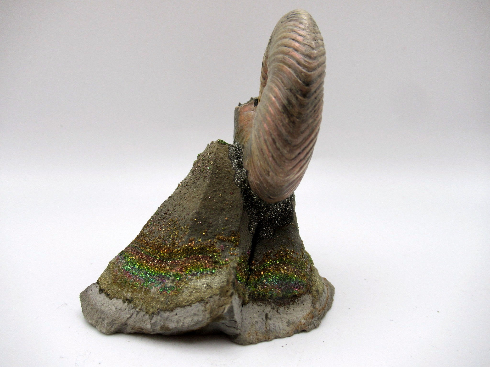 Jurassic Russian Quenstedtoceras Ammonite 8a | Fossils for Sale Genuine Jurassic Age Quenstedtoceras Ammonite Fossils For Sale From Russia #8a