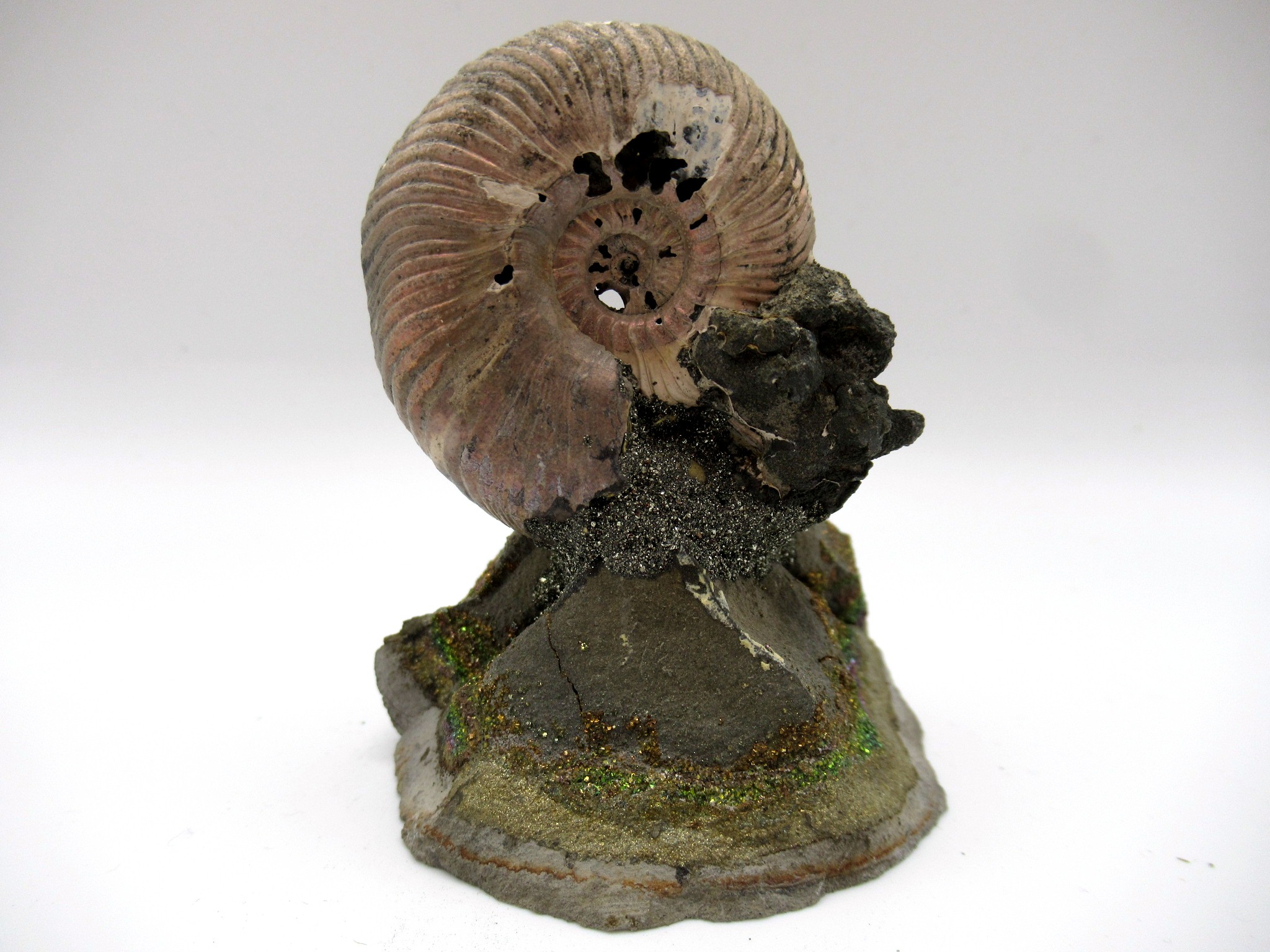 Jurassic Russian Quenstedtoceras Ammonite 8b | Fossils for Sale Genuine Jurassic Age Quenstedtoceras Ammonite Fossils For Sale From Russia #8b