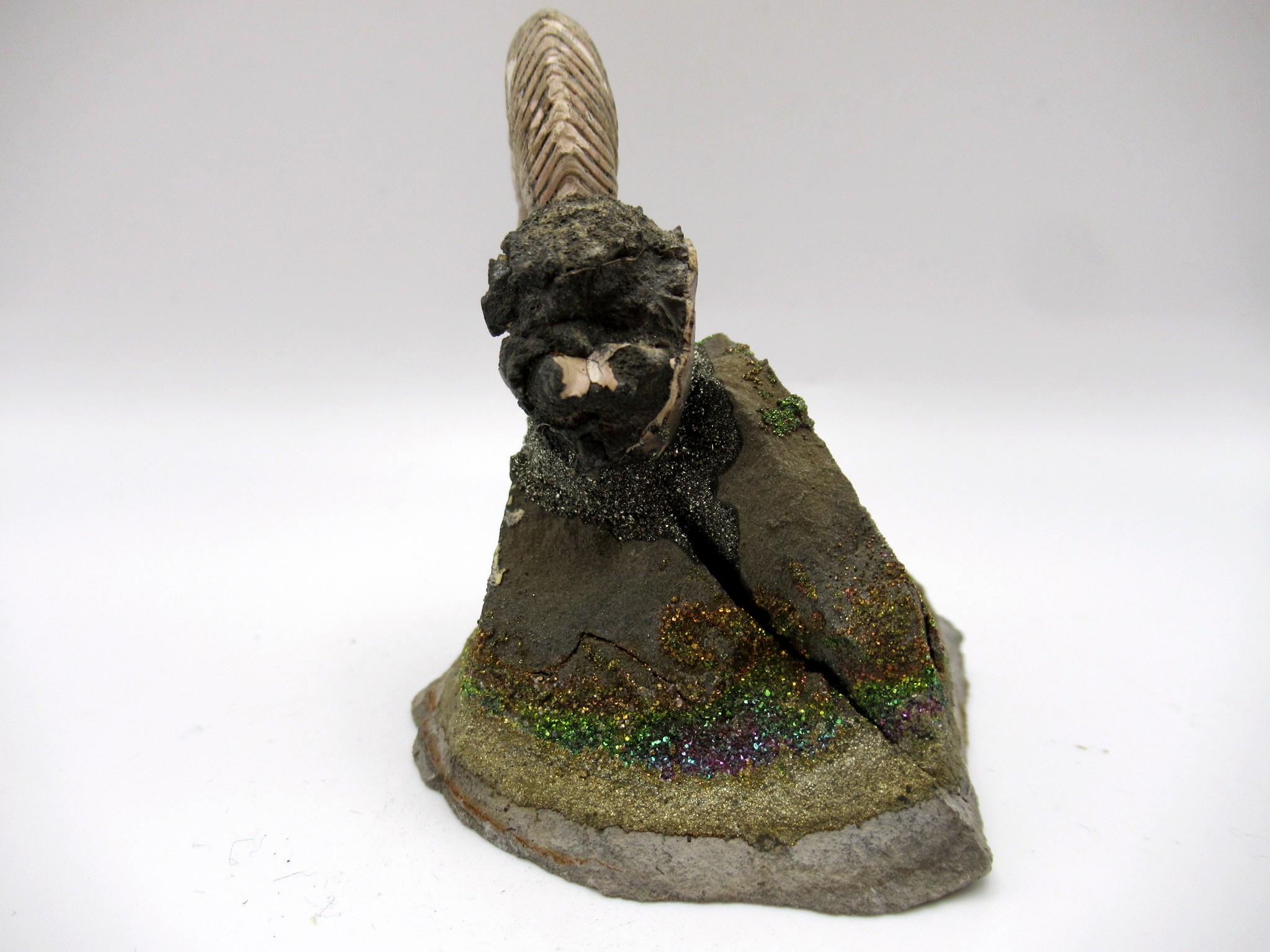 Jurassic Russian Quenstedtoceras Ammonite 8c | Fossils for Sale Genuine Jurassic Age Quenstedtoceras Ammonite Fossils For Sale From Russia #8c