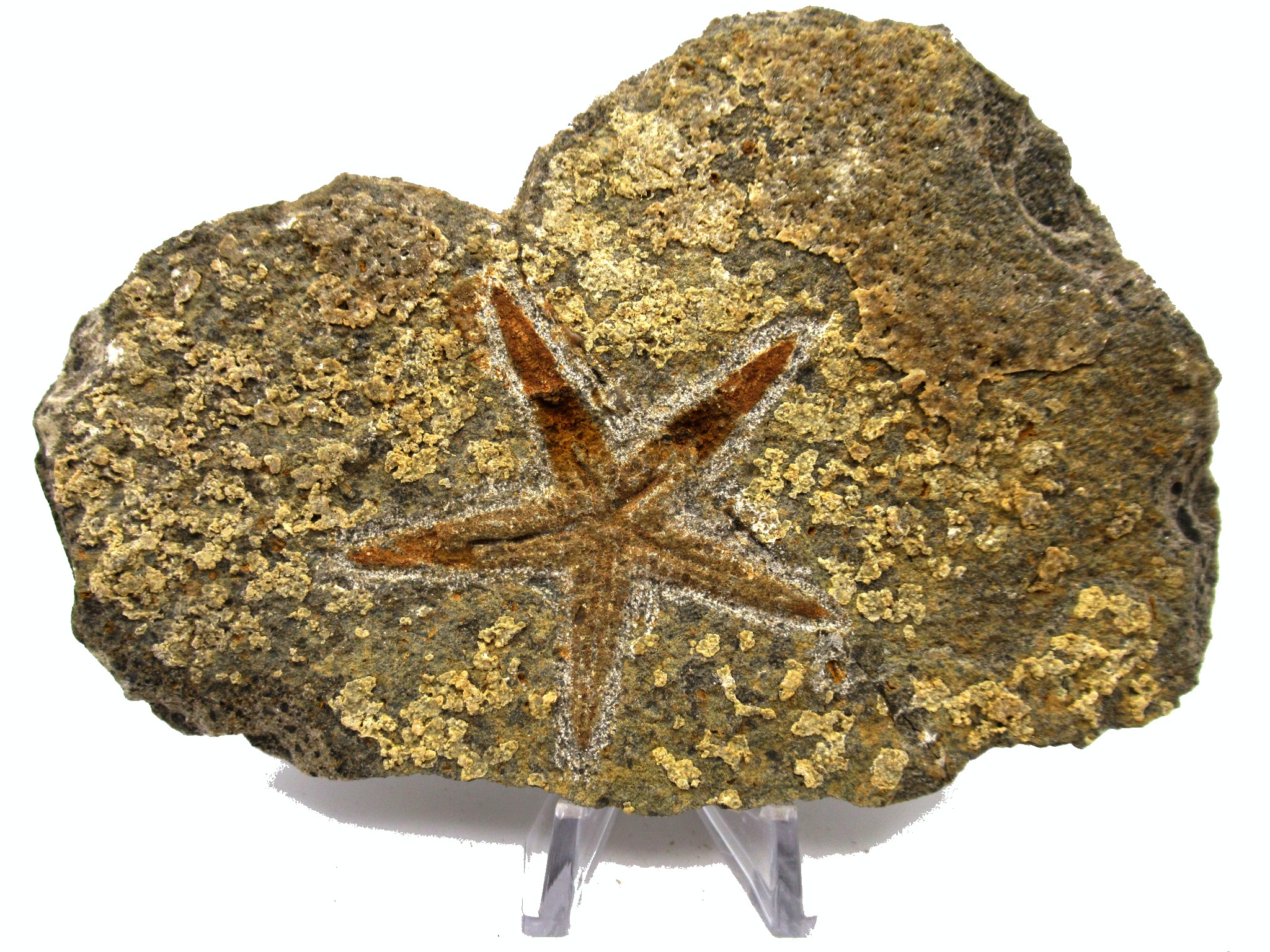 Ordovician Morocco Petraster Starfish Plate 27 | Fossils for Sale Genuine Ordovician Age Petraster Starfish Plate Specimen from Morocco for Sale #27