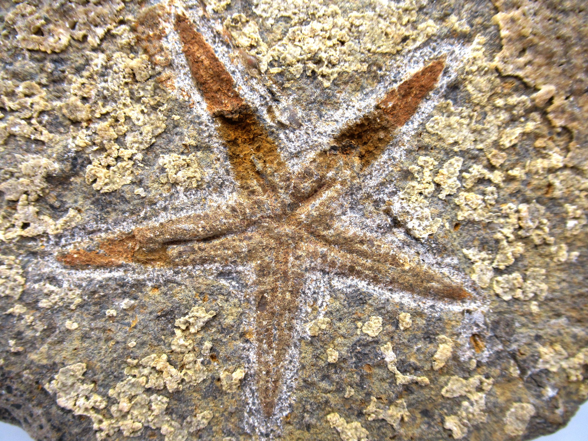 Ordovician Morocco Petraster Starfish Plate 27a | Fossils for Sale Genuine Ordovician Age Petraster Starfish Plate Specimen from Morocco for Sale #27a