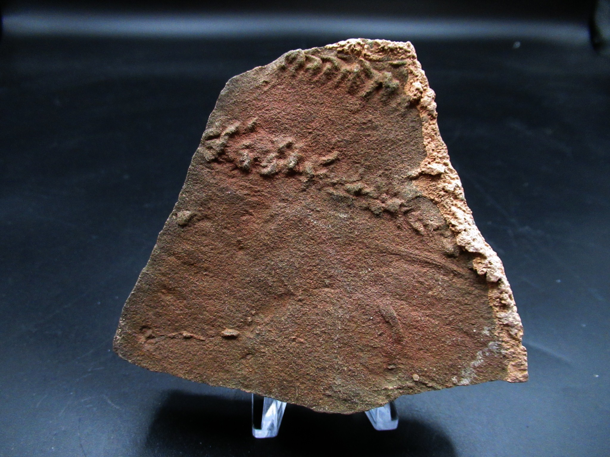 Trilobite Tracks (Cruziana) #44 | Fossils for Sale