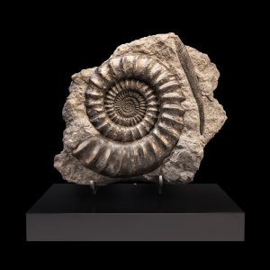 Arietites Ammonite | Fossils for Sale