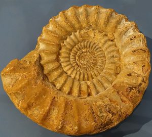 Arietites Ammonite