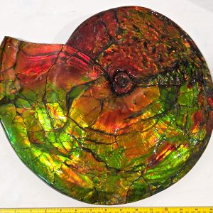 General Cretaceous Age Placenticeras costatum Ammonite Fossils From Canada For Sale #5544
