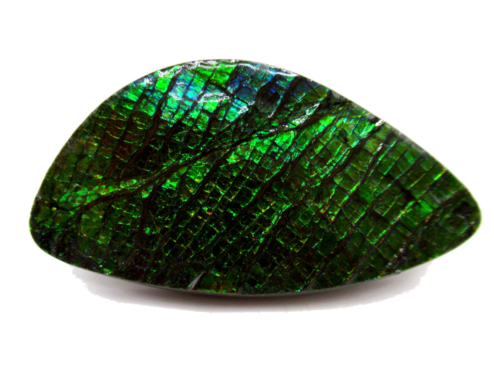 Canadian Cretaceous Age Gem Ammolite Specimen 13 | Fossils for Sale Genuine Cretaceous Age Gem Ammolite Ammonite Shell Specimen from Canada for Sale #13