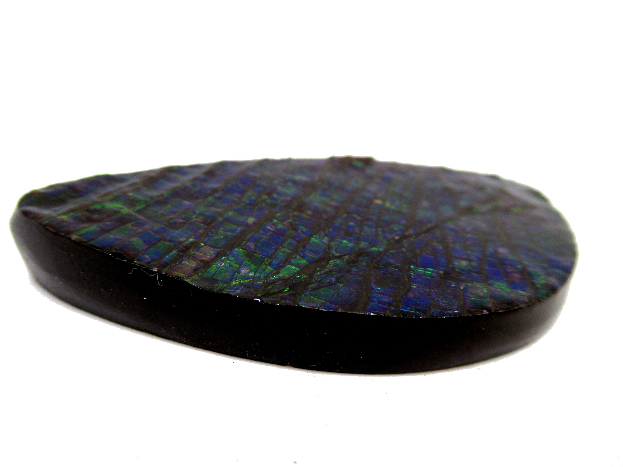 Canadian Cretaceous Age Gem Ammolite Specimen 13a | Fossils for Sale Genuine Cretaceous Age Gem Ammolite Ammonite Shell Specimen from Canada for Sale #13a