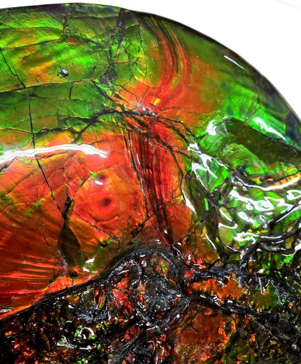 Canadian Gem Ammolite Ammonite 5716a | Fossils for Sale General Cretaceous Age Gem Ammolite Ammonite Fossils From Canada For Sale #5716a