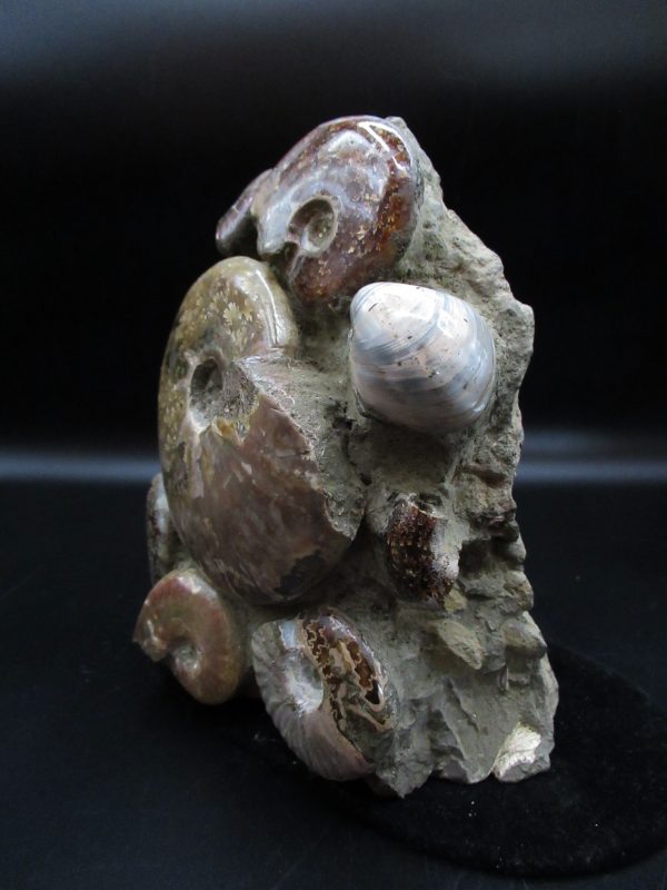 Genuine Cretaceous Age Ammonite Cluster Fossils for Sale from Morocco #5a For Sale