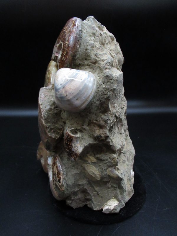 Genuine Cretaceous Age Ammonite Cluster Fossils for Sale from Morocco #5b For Sale