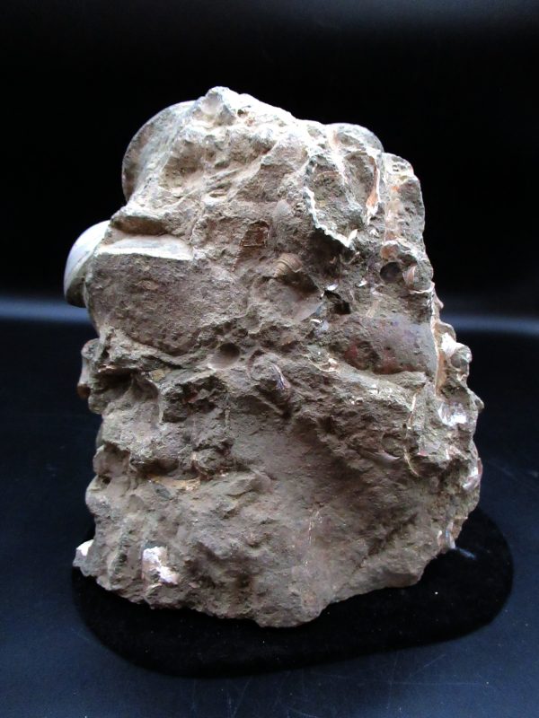 Genuine Cretaceous Age Ammonite Cluster Fossils for Sale from Morocco #5c For Sale