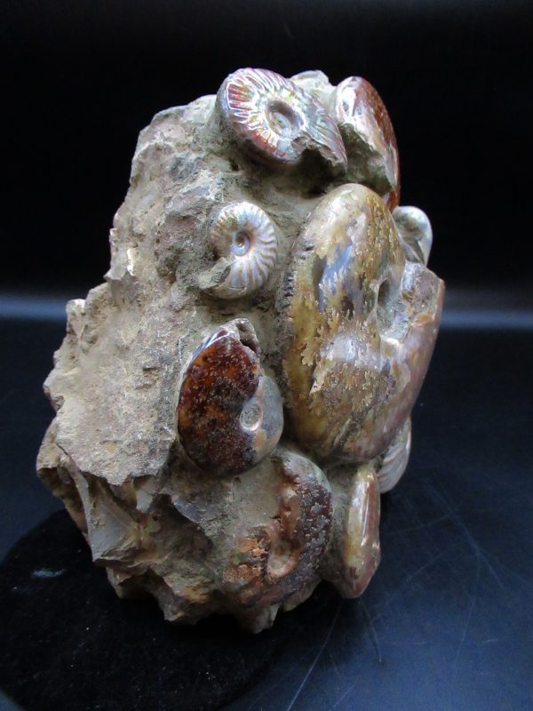 Genuine Cretaceous Age Ammonite Cluster Fossils for Sale from Morocco #5e For Sale