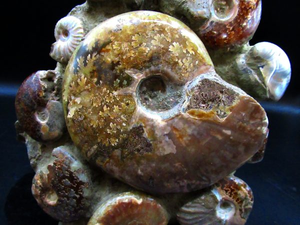 Genuine Cretaceous Age Ammonite Cluster Fossils for Sale from Morocco #5f For Sale