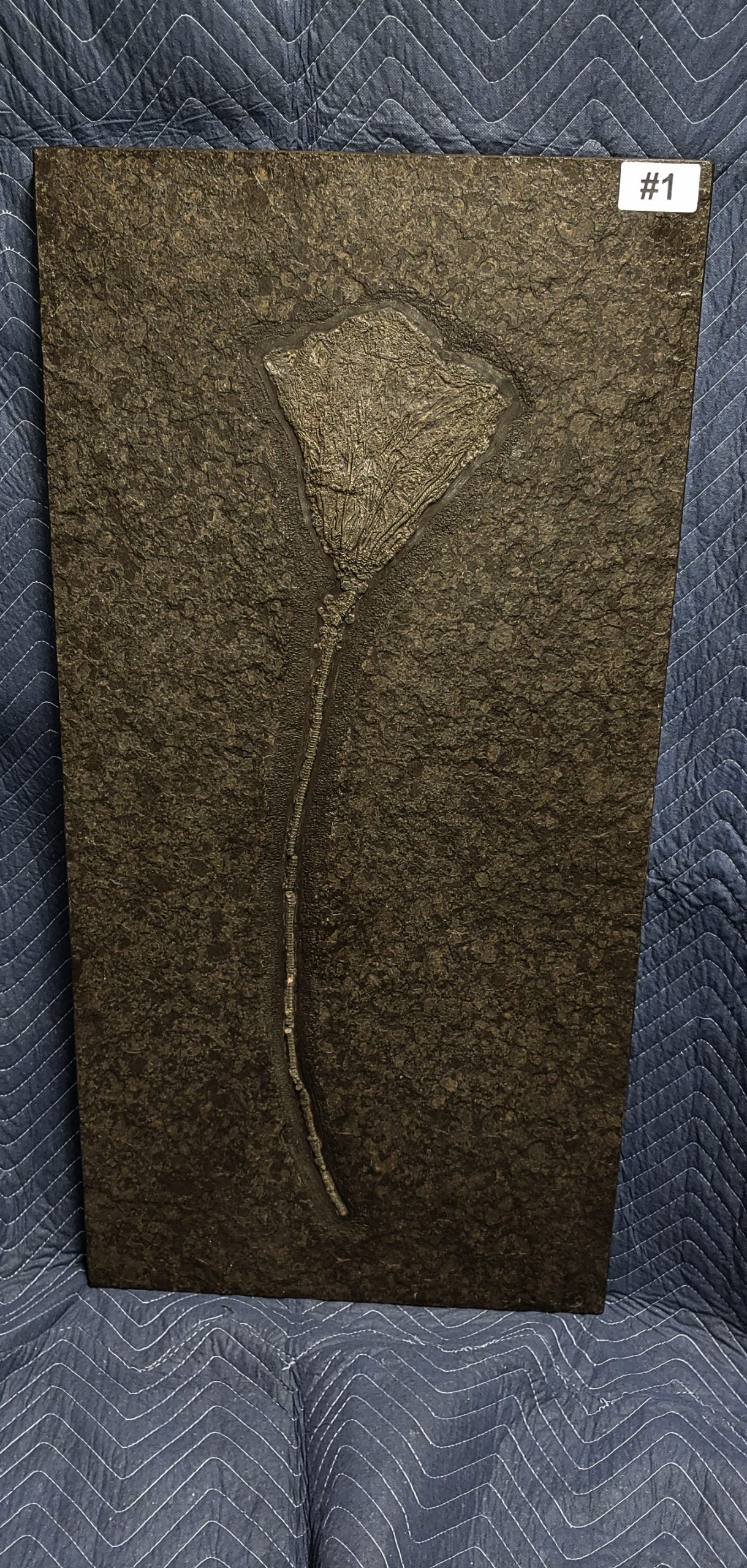 German Jurassic Holzmaden Crinoid Plate 1 | Fossils for Sale Genuine Jurassic Holzmaden Crinoid Plate Fossil for Sale from Germany #1