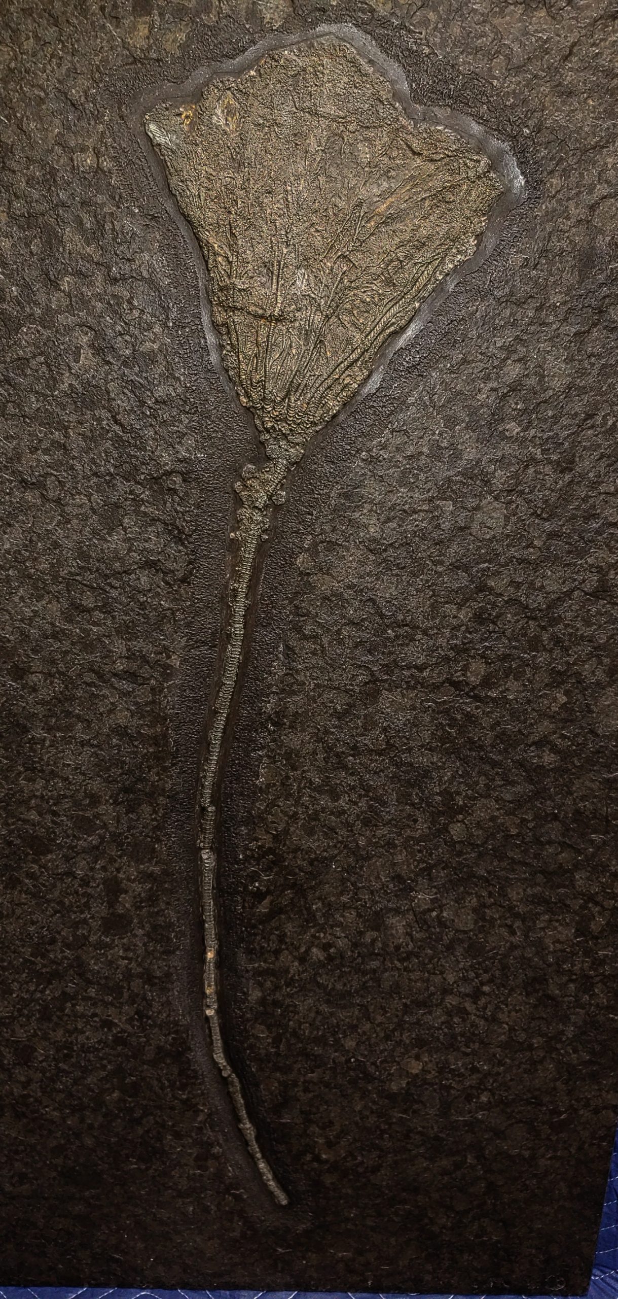 German Jurassic Holzmaden Crinoid Plate 1a | Fossils for Sale Genuine Jurassic Holzmaden Crinoid Plate Fossil for Sale from Germany #1a