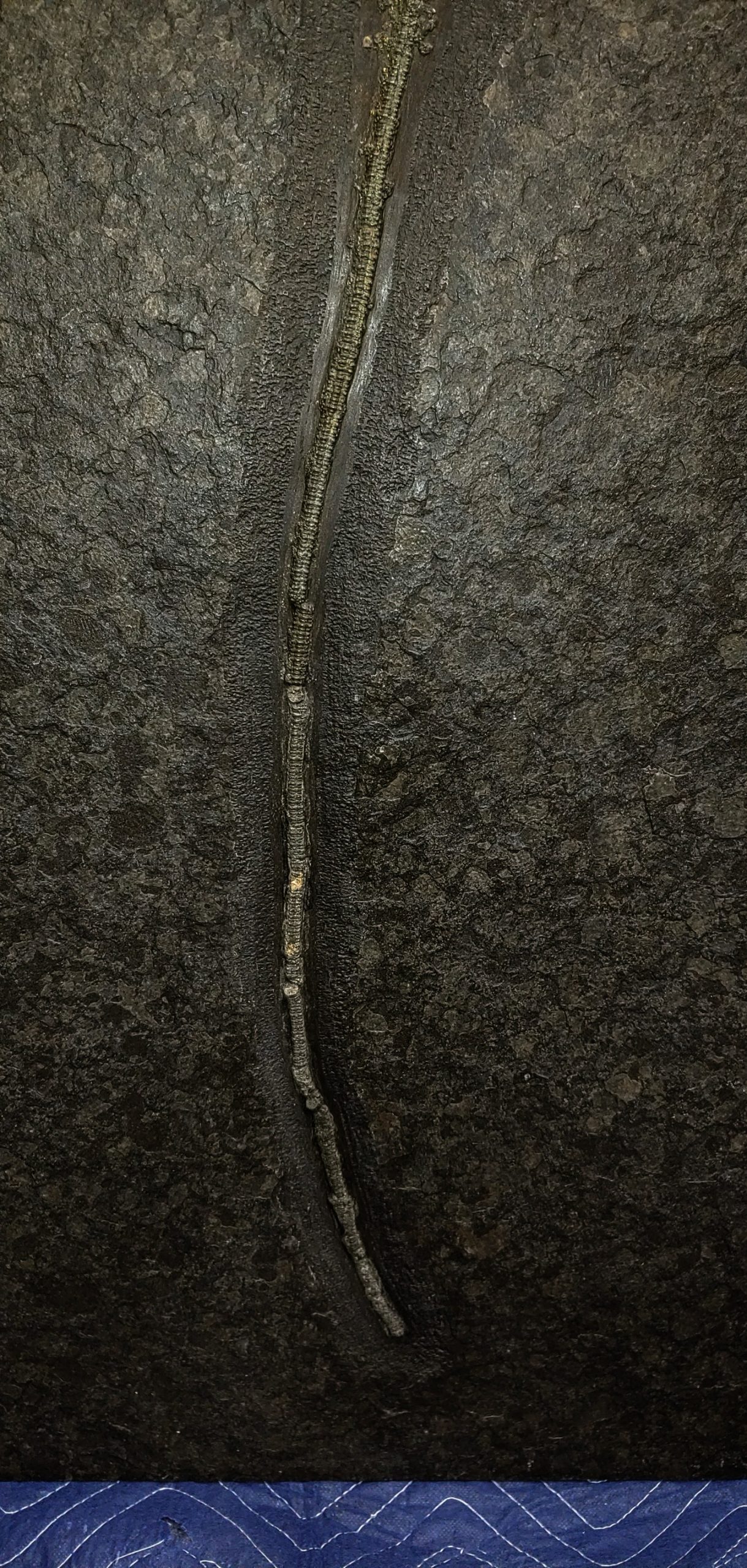 German Jurassic Holzmaden Crinoid Plate 1c | Fossils for Sale Genuine Jurassic Holzmaden Crinoid Plate Fossil for Sale from Germany #1c