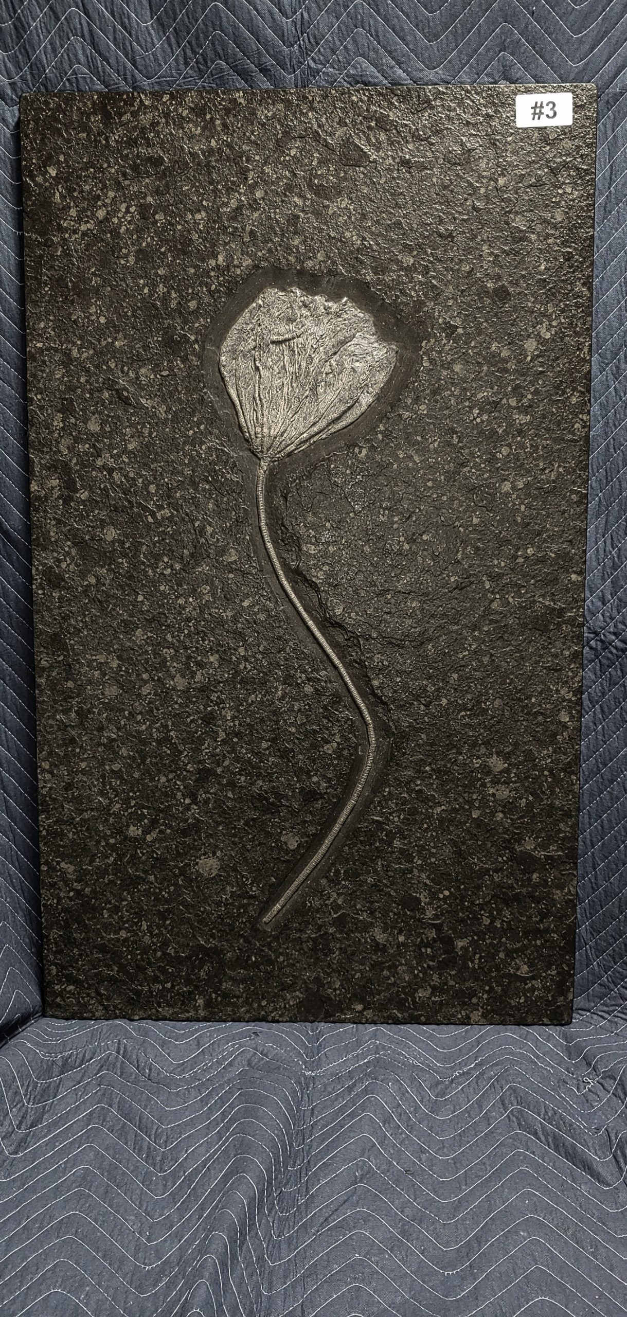 German Jurassic Holzmaden Crinoid Plate 3 | Fossils for Sale Genuine Jurassic Holzmaden Crinoid Plate Fossil for Sale from Germany #3