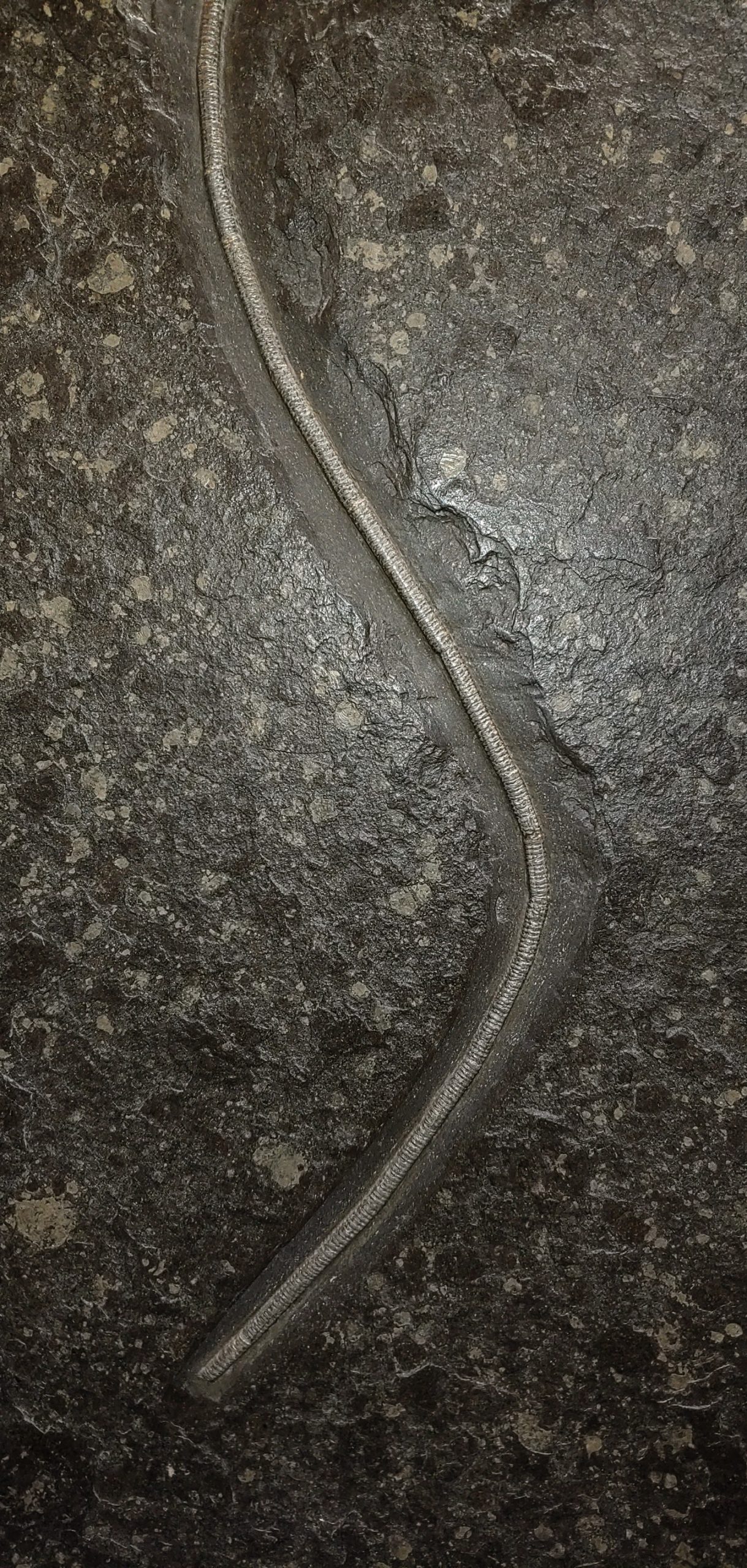 German Jurassic Holzmaden Crinoid Plate 3b | Fossils for Sale Genuine Jurassic Holzmaden Crinoid Plate Fossil for Sale from Germany #3b