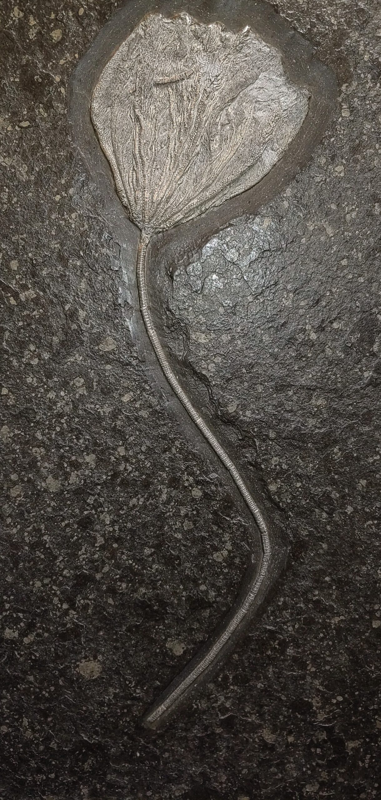 German Jurassic Holzmaden Crinoid Plate 3c | Fossils for Sale Genuine Jurassic Holzmaden Crinoid Plate Fossil for Sale from Germany #3c