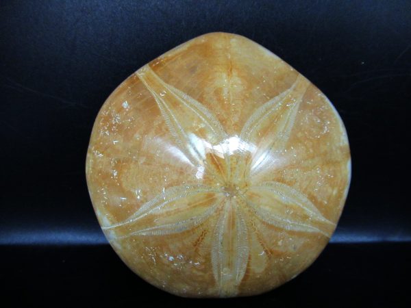 Genuine Cretaceous Age Holectypus Echinoid Fossils for Sale from Madagascar #10