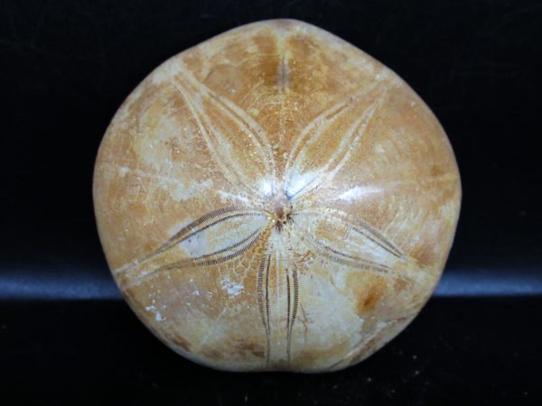 Genuine Cretaceous Age Holectypus Echinoid Fossils for Sale from Madagascar #12