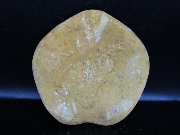 Genuine Cretaceous Age Holectypus Echinoid Fossils for Sale from Madagascar #12a