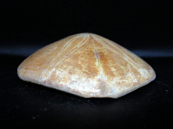 Genuine Cretaceous Age Holectypus Echinoid Fossils for Sale from Madagascar #12b
