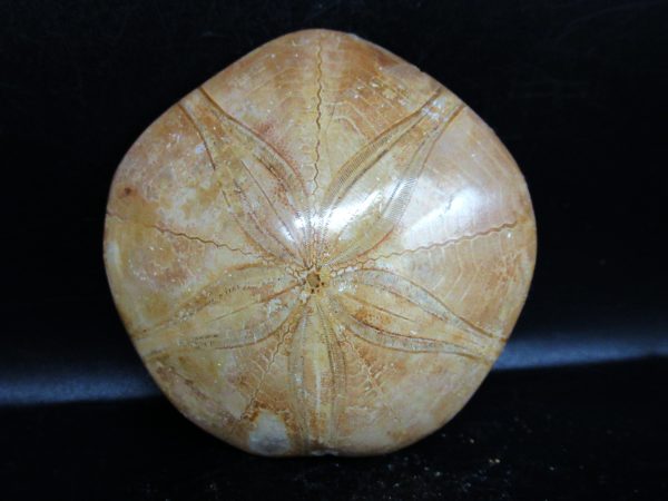 Genuine Cretaceous Age Holectypus Echinoid Fossils for Sale from Madagascar #13