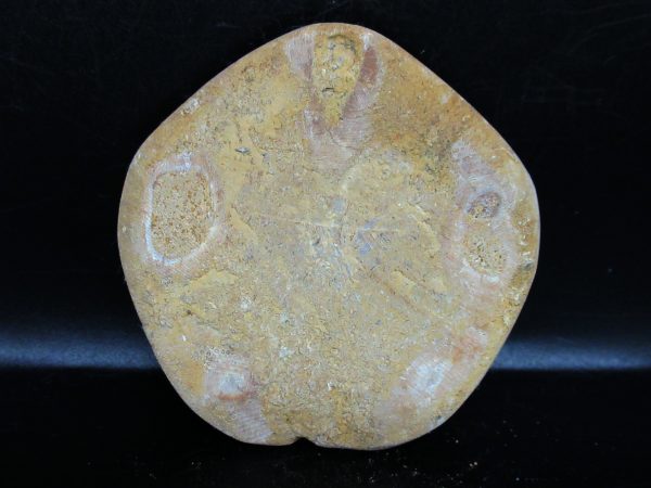 Genuine Cretaceous Age Holectypus Echinoid Fossils for Sale from Madagascar #13a