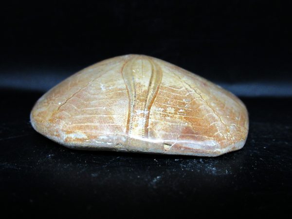 Genuine Cretaceous Age Holectypus Echinoid Fossils for Sale from Madagascar #13b