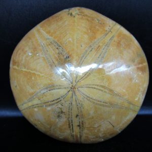 Genuine Cretaceous Age Holectypus Echinoid Fossils for Sale from Madagascar #14