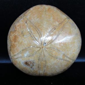 Genuine Cretaceous Age Holectypus Echinoid Fossils for Sale from Madagascar #19