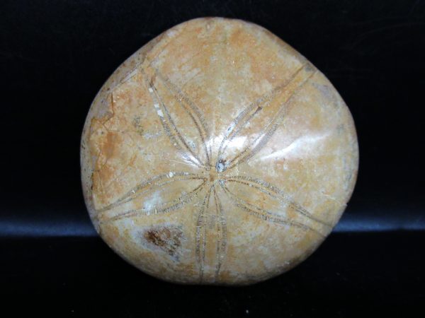 Genuine Cretaceous Age Holectypus Echinoid Fossils for Sale from Madagascar #19