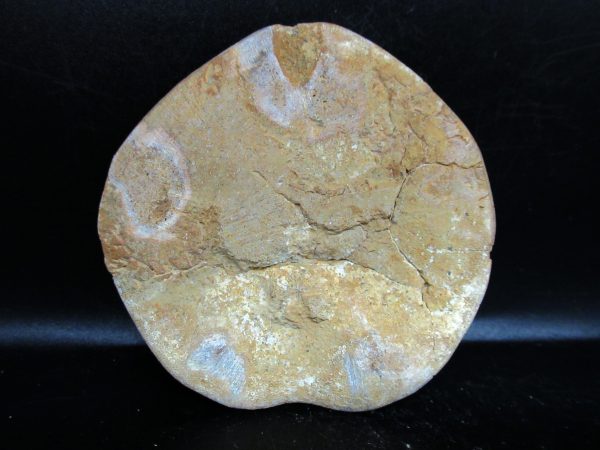 Genuine Cretaceous Age Holectypus Echinoid Fossils for Sale from Madagascar #19a