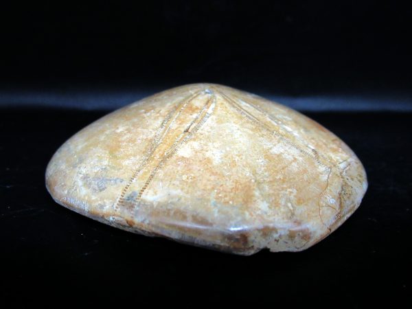 Genuine Cretaceous Age Holectypus Echinoid Fossils for Sale from Madagascar #19b