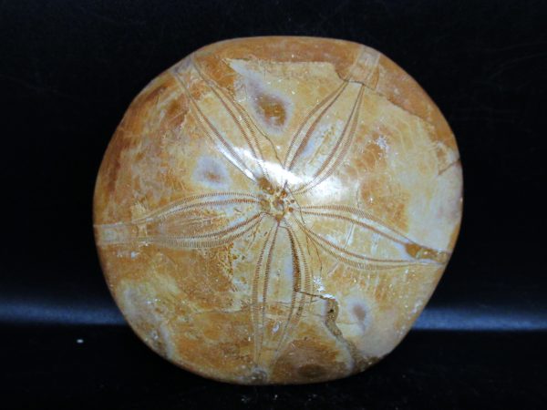 Genuine Cretaceous Age Holectypus Echinoid Fossils for Sale from Madagascar #20