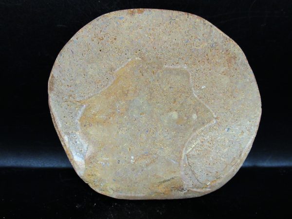 Genuine Cretaceous Age Holectypus Echinoid Fossils for Sale from Madagascar #20a