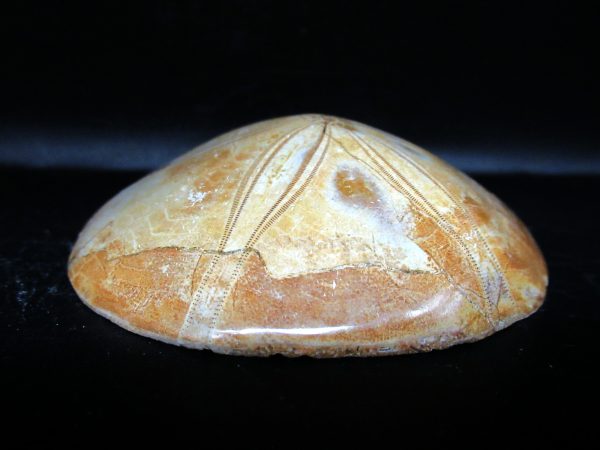 Genuine Cretaceous Age Holectypus Echinoid Fossils for Sale from Madagascar #20b