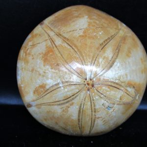 Genuine Cretaceous Age Holectypus Echinoid Fossils for Sale from Madagascar #21