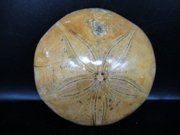 Genuine Cretaceous Age Holectypus Echinoid Fossils for Sale from Madagascar #22