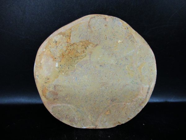 Genuine Cretaceous Age Holectypus Echinoid Fossils for Sale from Madagascar #22a
