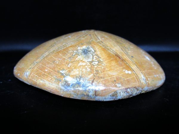 Genuine Cretaceous Age Holectypus Echinoid Fossils for Sale from Madagascar #22b