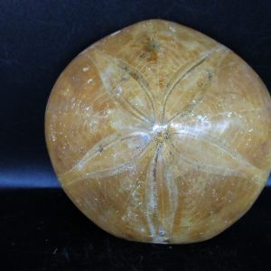 Genuine Cretaceous Age Holectypus Echinoid Fossils for Sale from Madagascar #23
